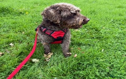 Australian Labradoodle dogs for adoption: Essie * Australian Labradoodle * 240993 - Image 1