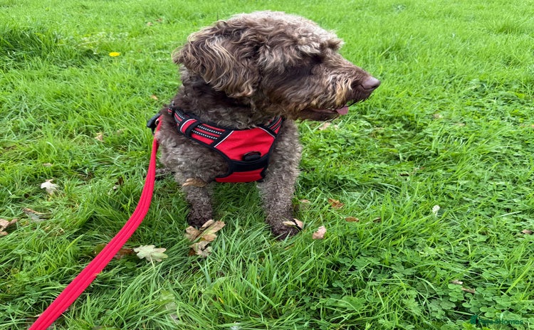 Australian Labradoodle dogs - Advert 1