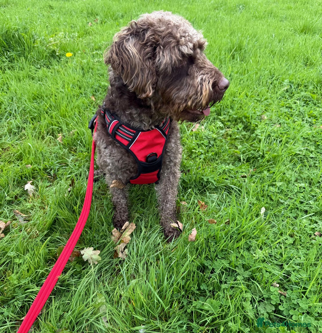 Australian Labradoodle dogs for adoption: Essie * Australian Labradoodle * 240993 - Image 1