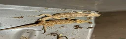 Bearded Dragon reptiles for sale: Juvenile Bearded dragons  - Advert 9