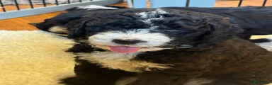 Mixed Breed 2