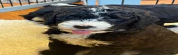 Bernedoodle dogs for sale: Beautiful Bernidoodles - Advert 21