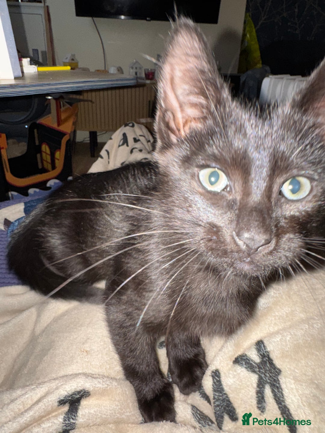 Mixed Breed cats for sale: Melanistic bengals/siamese’s (bengalese) - Advert 31