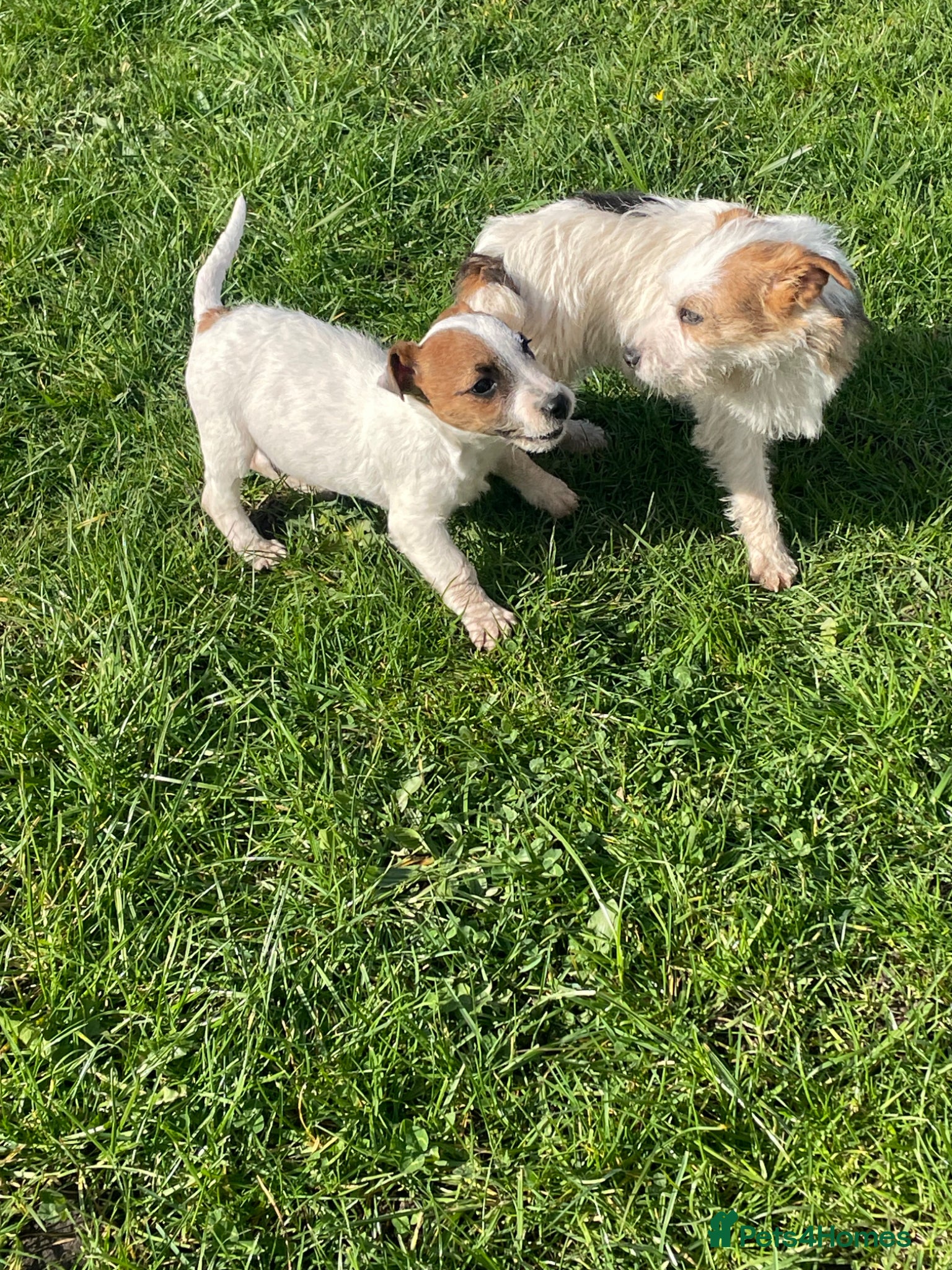 Jack Russell dogs Pure Bred Jack Russell Puppies - Advert 1
