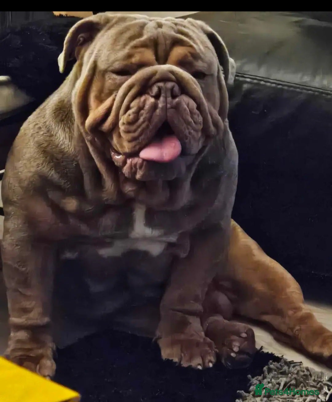 English Bulldog dogs English bulldog for stud - Advert 1