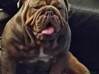 English Bulldog dogs English bulldog for stud - Advert 1