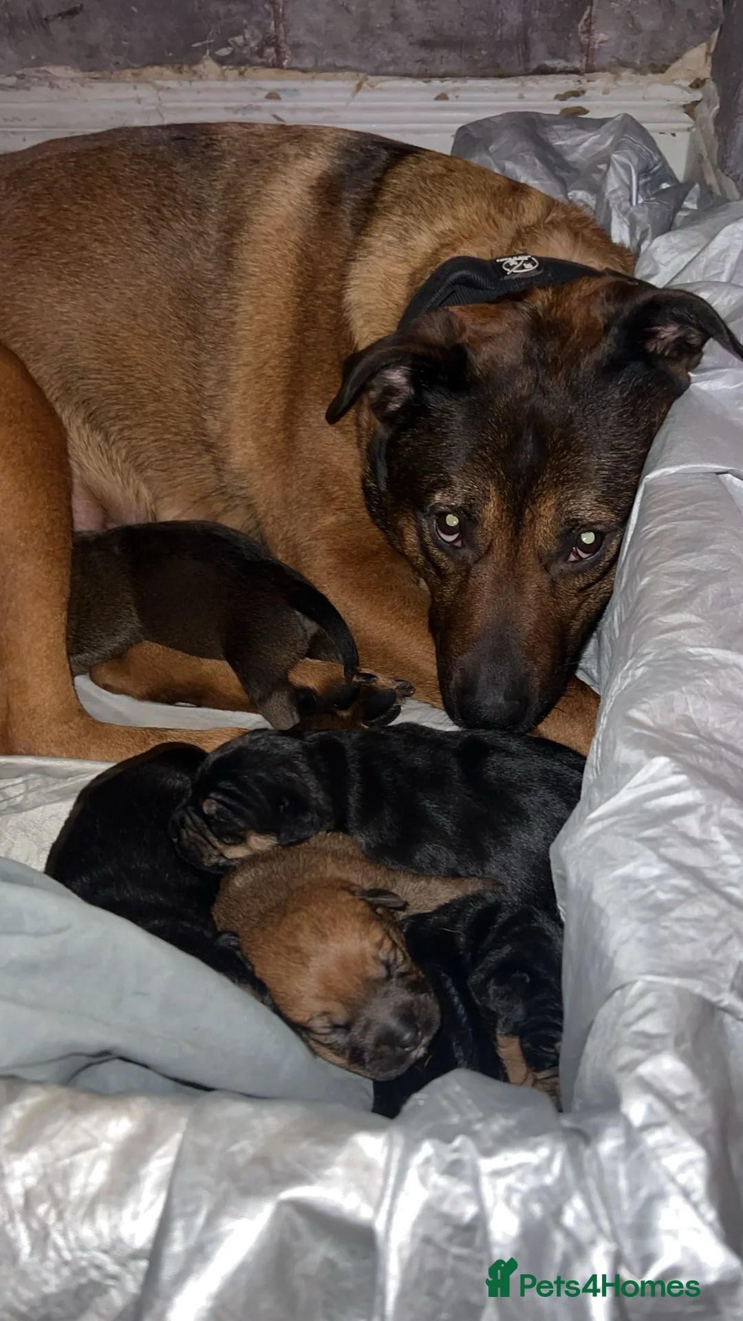 Mixed Breed dogs for sale: Jack Russel x Rottweilers x wolfhounds in Stockton-on-Tees - Advert 2