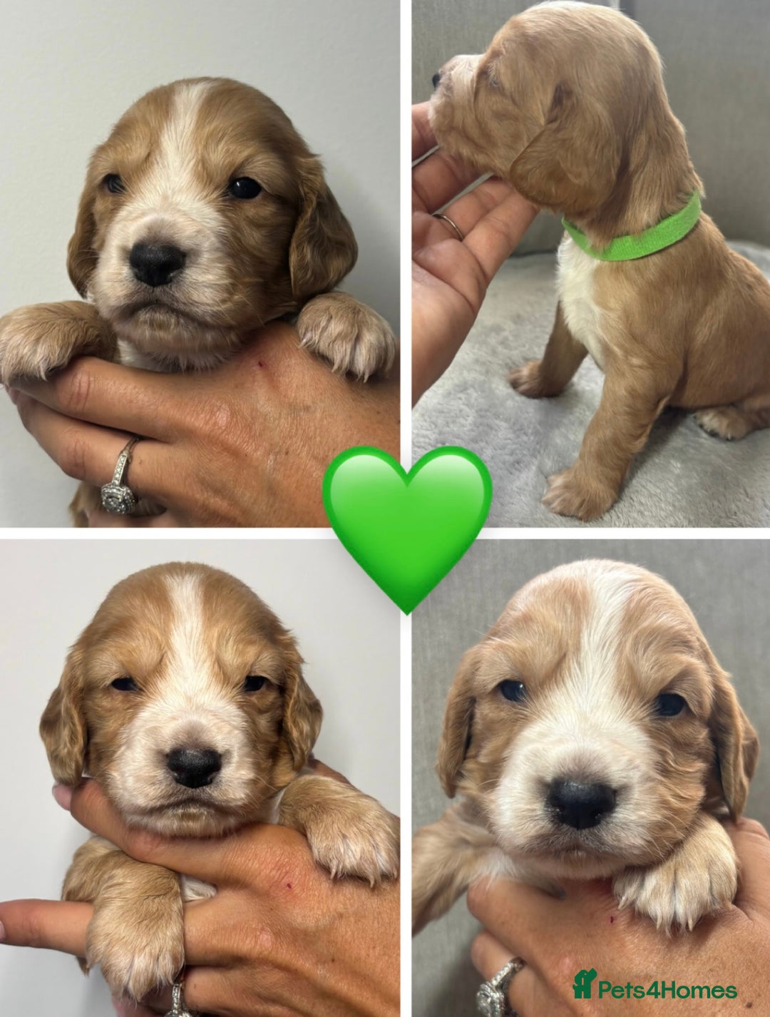 Cocker Spaniel dogs for sale: Cocker Spaniel Pups - Image 2