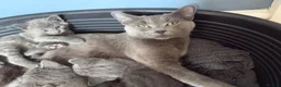 Russian Blue cats for sale: 5 cute Russian blue kittens - Advert 7