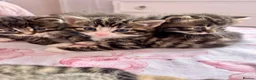 Siberian cats for sale: Gorgeous Fluffy Kittens! - Advert 8