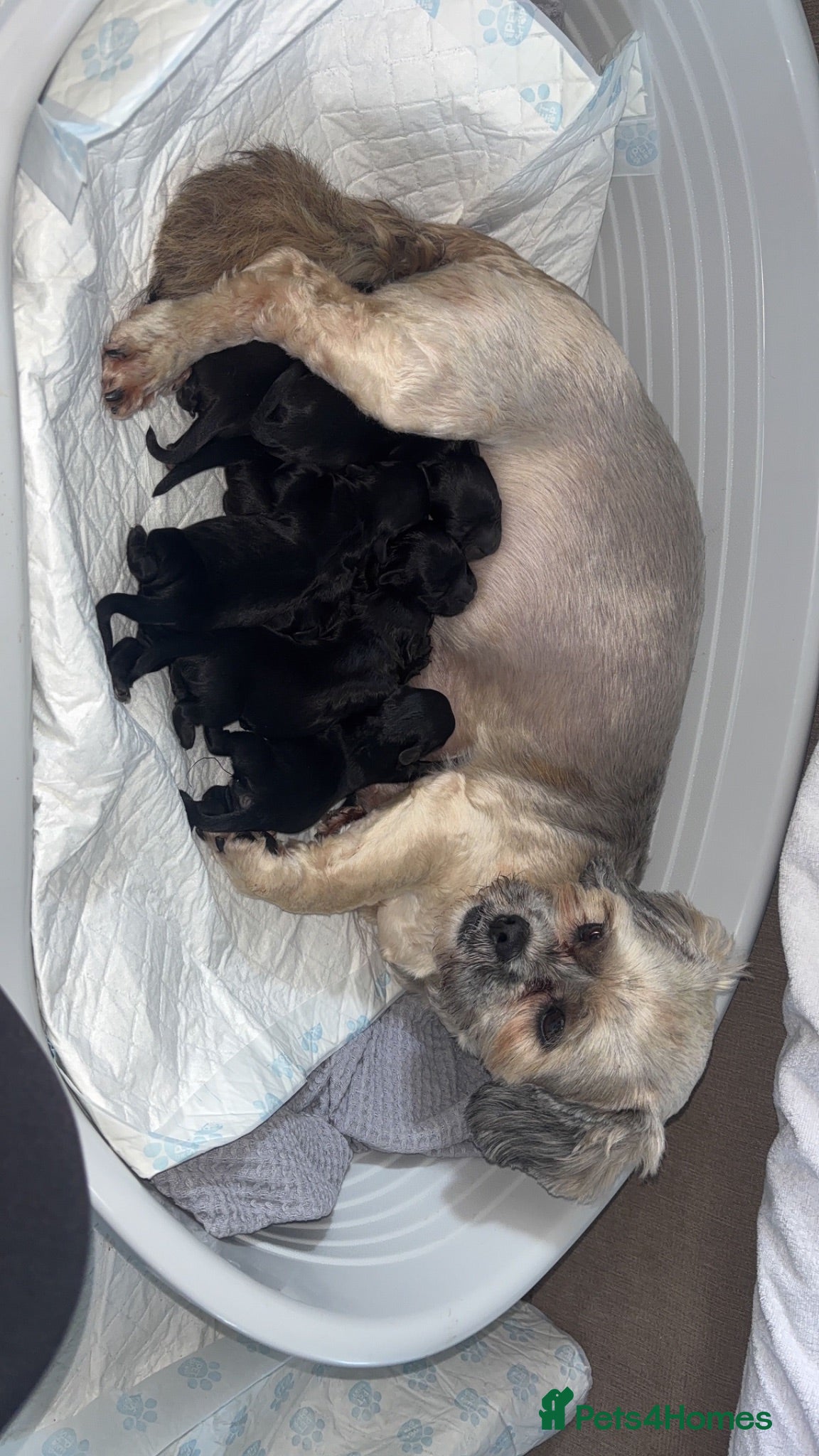 Lhasapoo dogs Beautiful Lhasapoo Puppies - Advert 1