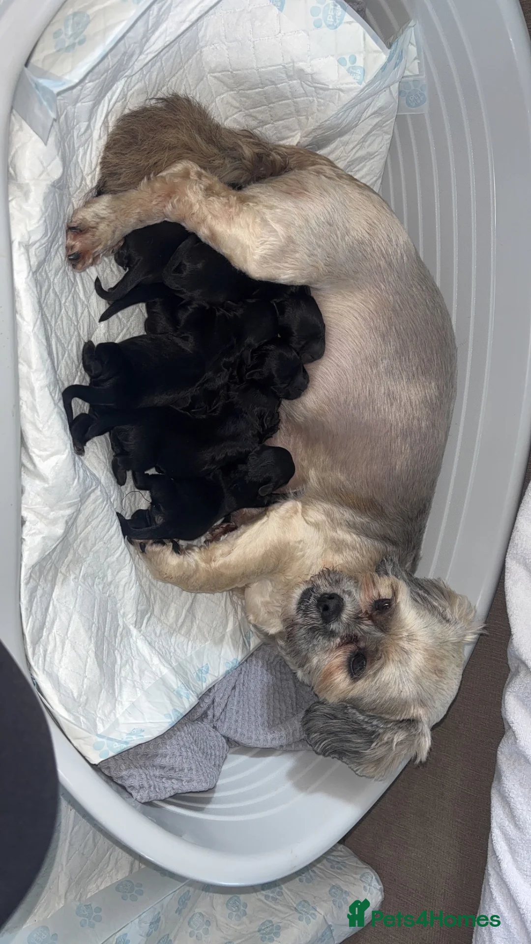 Lhasapoo dogs for sale: Beautiful Lhasapoo Puppies in Bolton - Advert 1