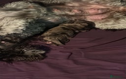Cockapoo dogs for sale: Stunning F2 Chocolate Merle Cockapoo girl puppy - Image 10