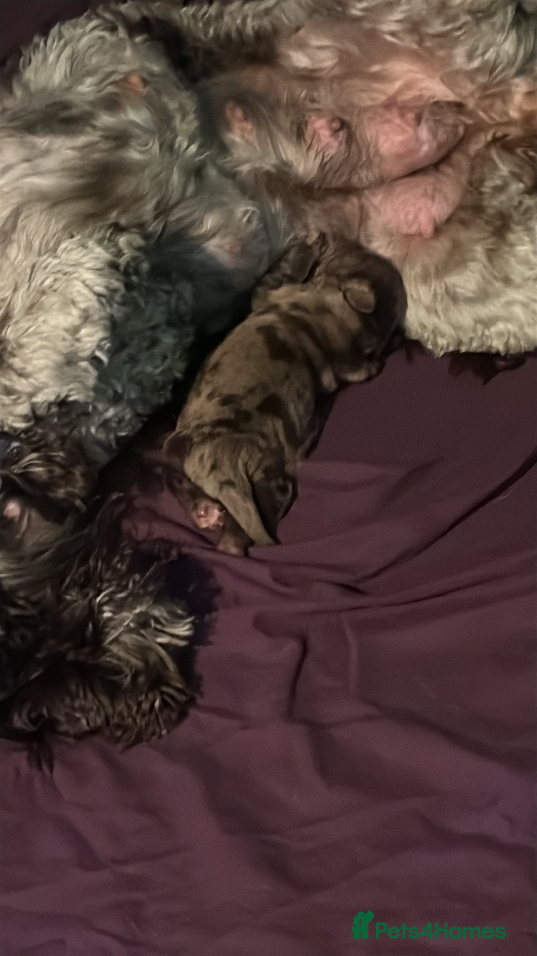 Cockapoo dogs for sale: Stunning F2 Chocolate Merle Cockapoo girl puppy - Image 10