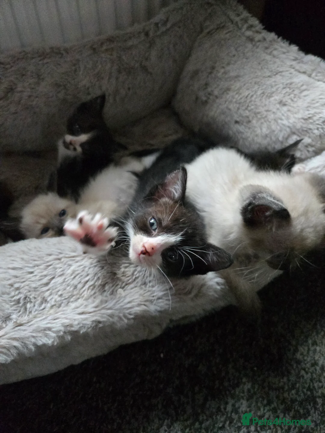 Siamese cats for sale: Beautiful siamese boys and girls  - Advert 5