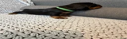Cocker Spaniel dogs for sale: Outstanding Quality Puppies- Cocker Spaniel  in Slough - Advert 13