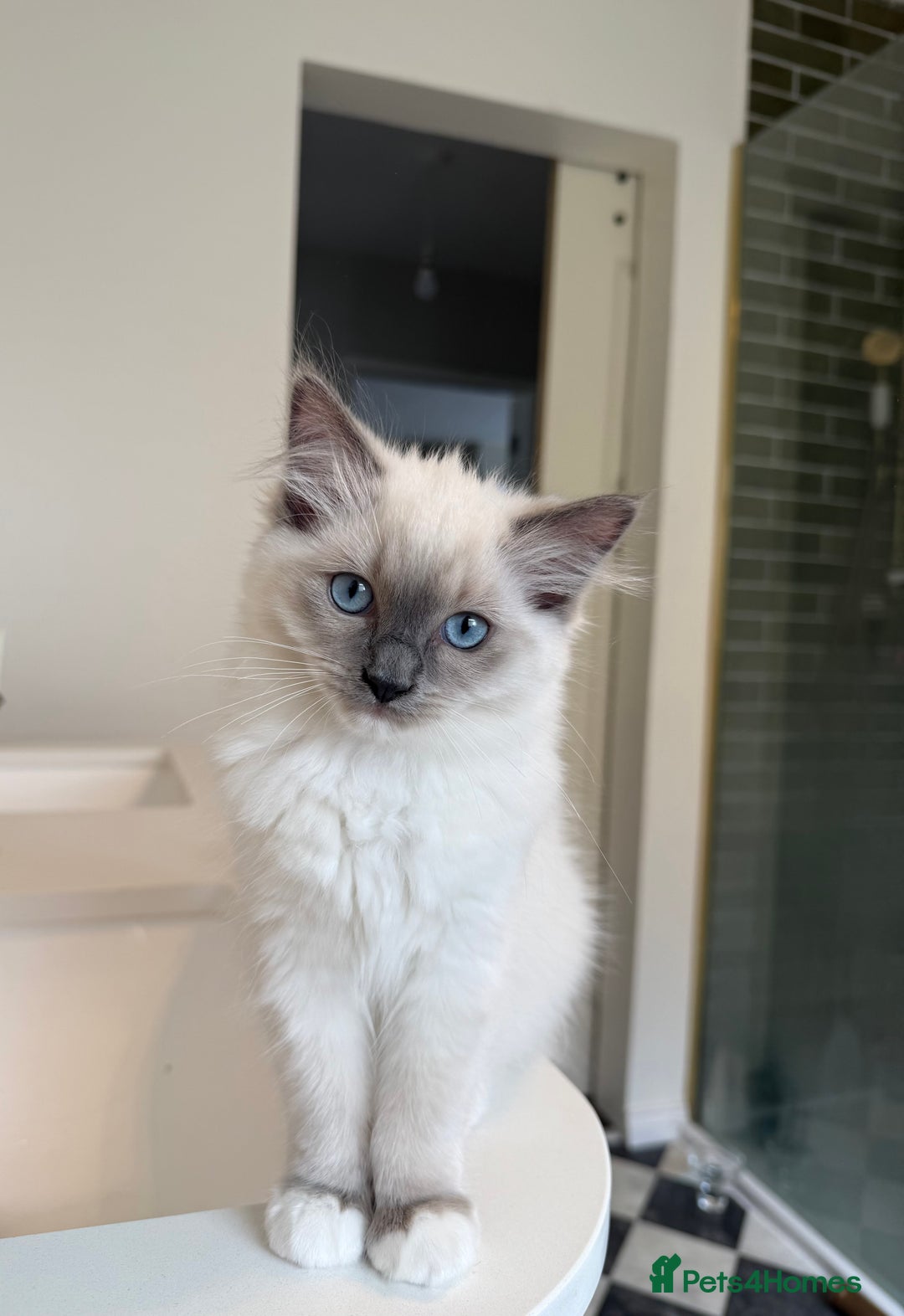 Ragdoll cats for sale: 🎀 2 GIRLS LEFT PUREBRED European Ragdolls 🎀  - Image 2