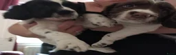 Sprocker dogs for sale: Gorgeous Sprocker Spaniel Puppies! - Advert 4