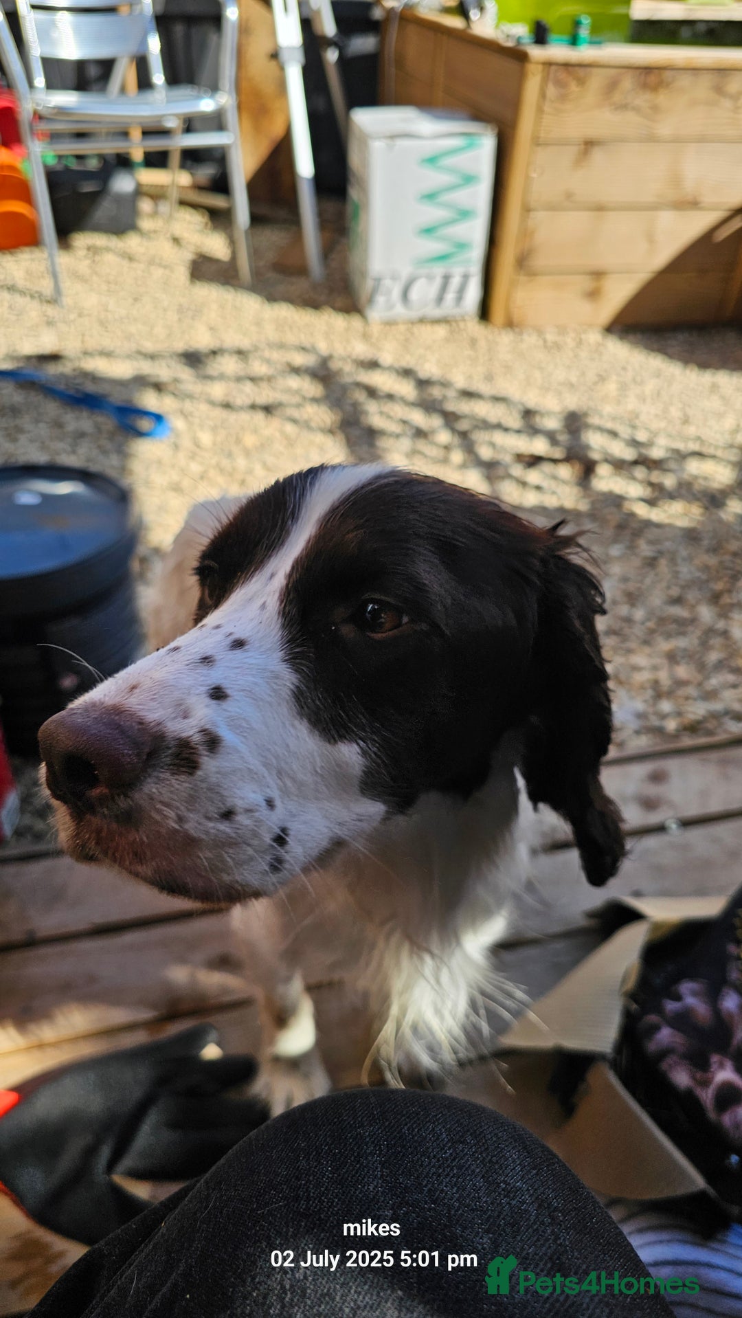 Mixed Breed dogs for sale: Springer spaniel x husky mix - Image 2