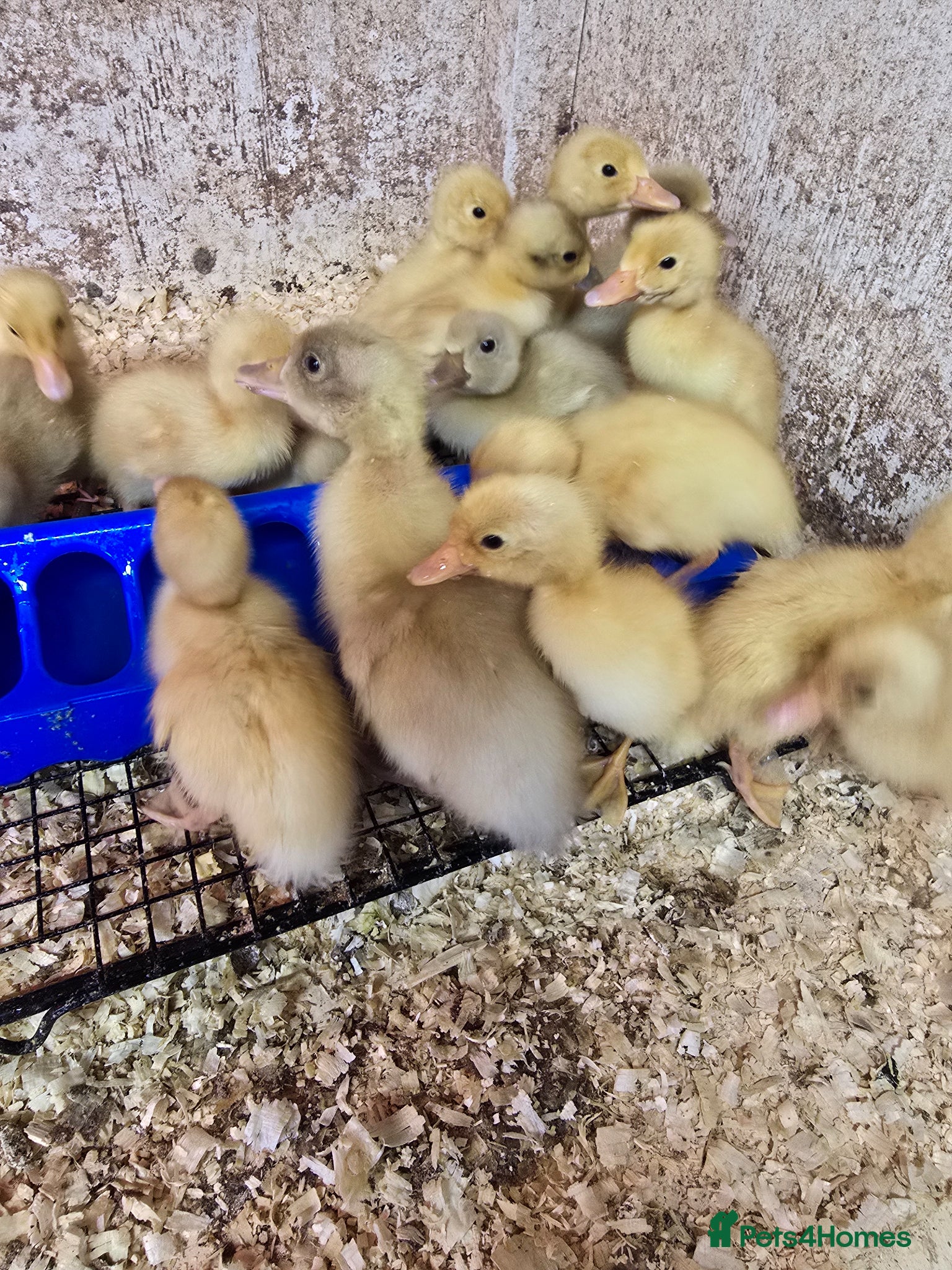 Ducks poultry White Indian Runner ducklings  - Advert 5