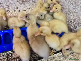 Ducks poultry White Indian Runner ducklings - Advert 5