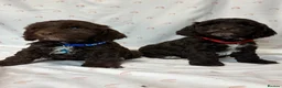 Cockapoo dogs for sale: F1 cockapoo puppies.  - Advert 4