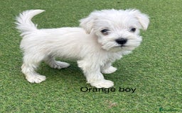 Schnoodle dogs for sale: Stunning litter of Schnoodle pups - Image 14