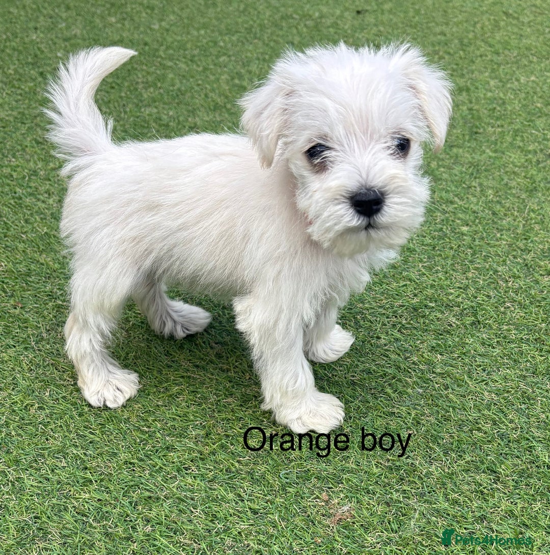 Schnoodle dogs for sale: Stunning litter of Schnoodle pups - Image 14