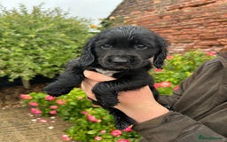 Cocker Spaniel dogs for sale: Working KC registered puppies  - Image 5