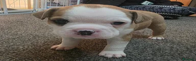 Mixed Breed 2