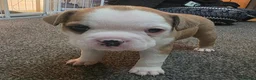 Mixed Breed dogs for sale: STAFFORDSHIRE BULLTERRIOR X FRENCHBULLDOG PUPPIES - Advert 3