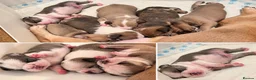 French Bulldog dogs for sale: Fluffy Carrier French Bulldogs  - Advert 2
