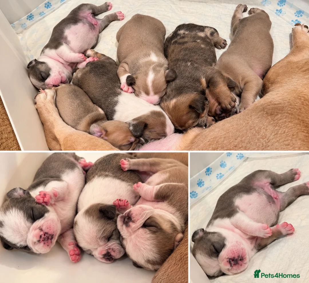 French Bulldog dogs for sale: Fluffy Carrier French Bulldogs  - Advert 2