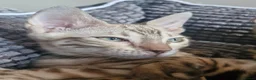 Bengal cats for sale: TICA Genetic Health Tested Kittens - Advert 11