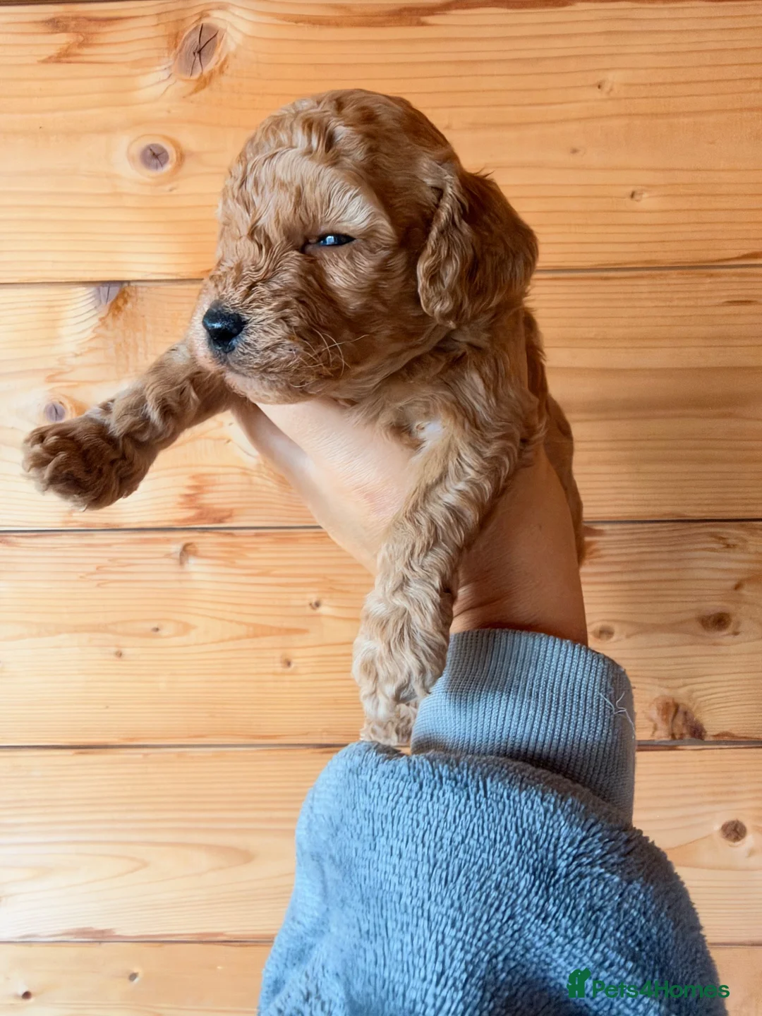 Poochon dogs for sale: Beautiful puppies  - Advert 2