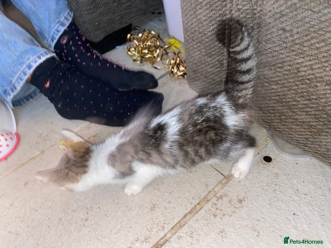 Mixed Breed cats for sale: kittens Bengal x microchipped flea/worm.insured.  - Image 9