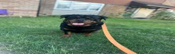 Rottweiler dogs for sale: Female Rottweiler  in Aylesbury - Advert 3