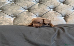 Miniature Dachshund dogs for sale: Miniature dachshund - Image 4