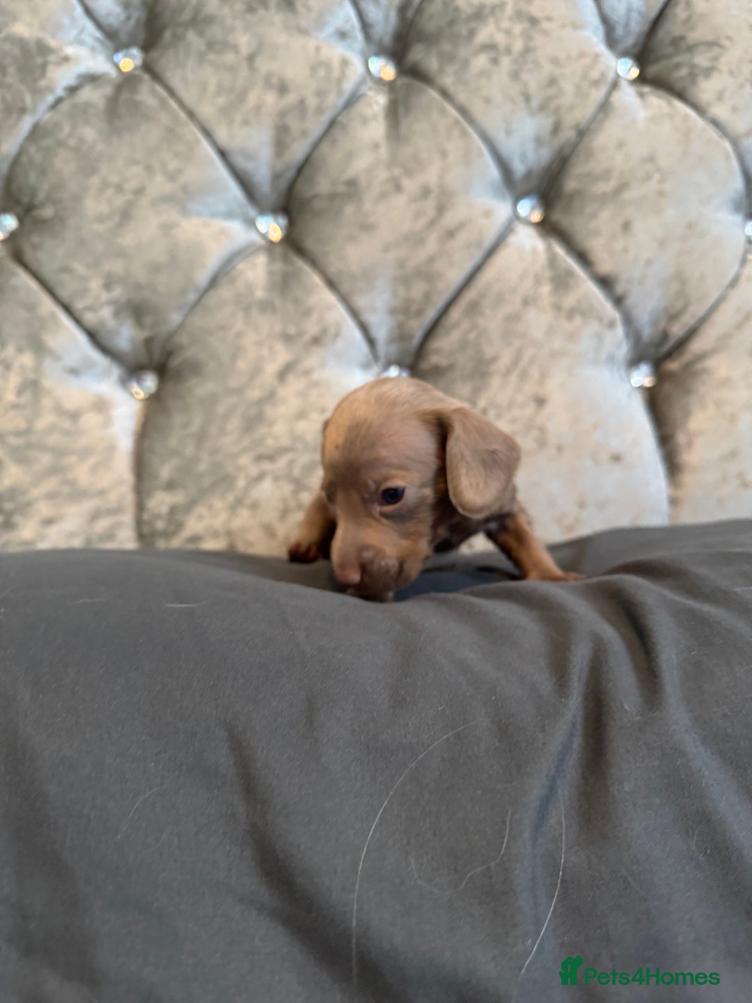 Miniature Dachshund dogs for sale: Miniature dachshund - Image 4