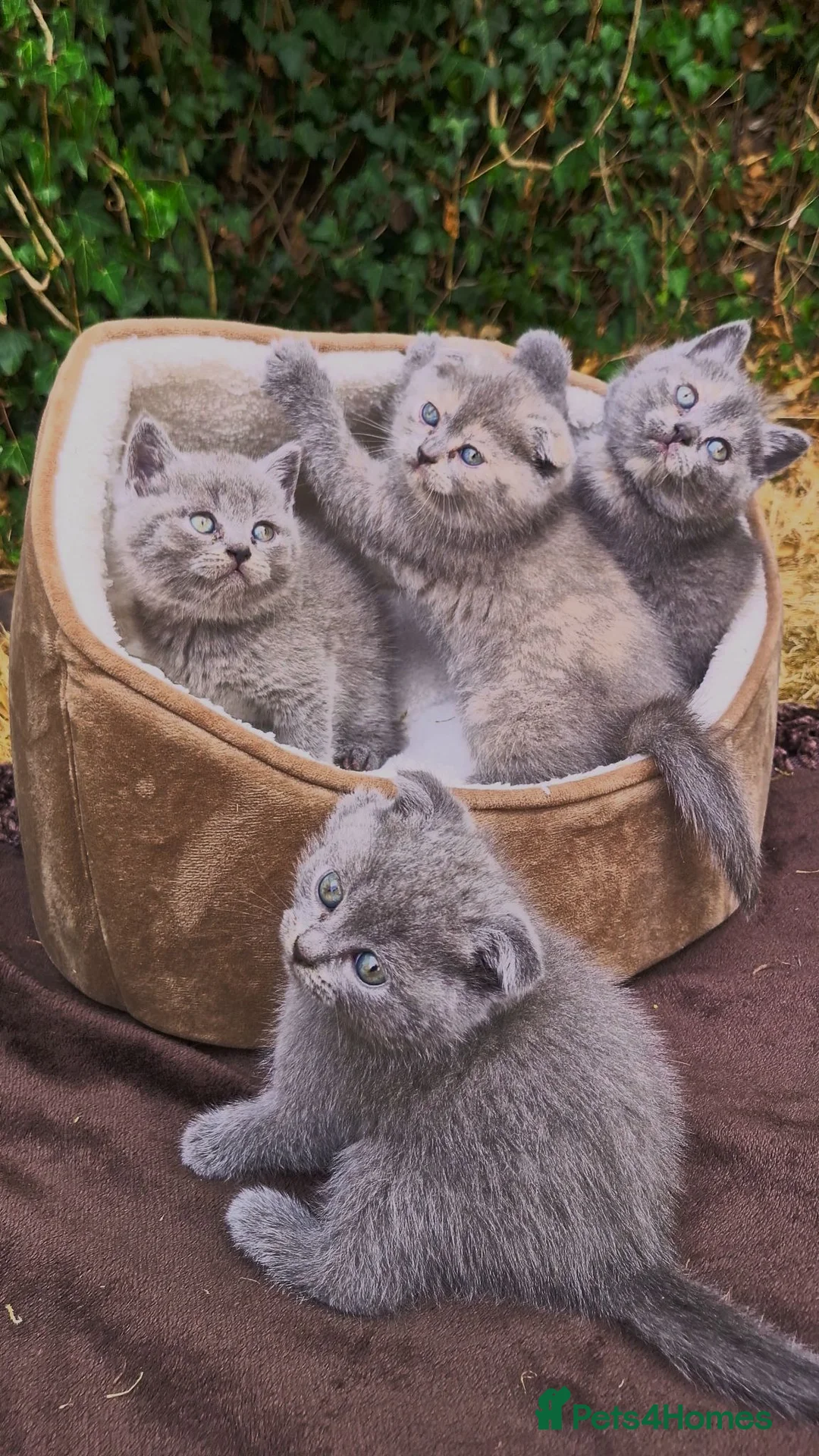 Scottish Fold cats for sale: Scottish Fold Kittens Looking for Their Homes  - Advert 1