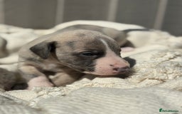 Whippet dogs for sale: Beautiful pedigree whippet puppies  - Image 14