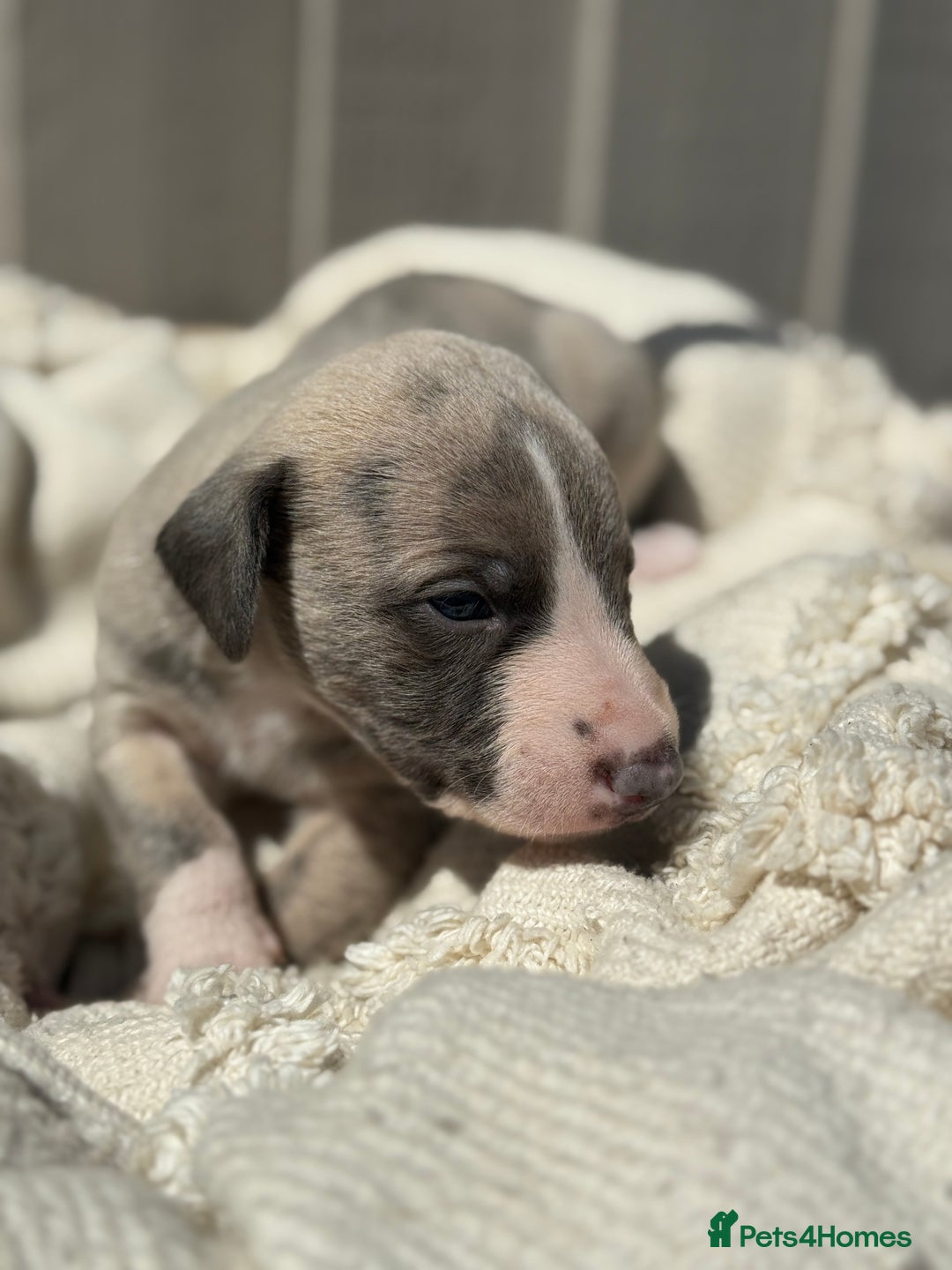Whippet dogs for sale: Beautiful pedigree whippet puppies  - Image 14