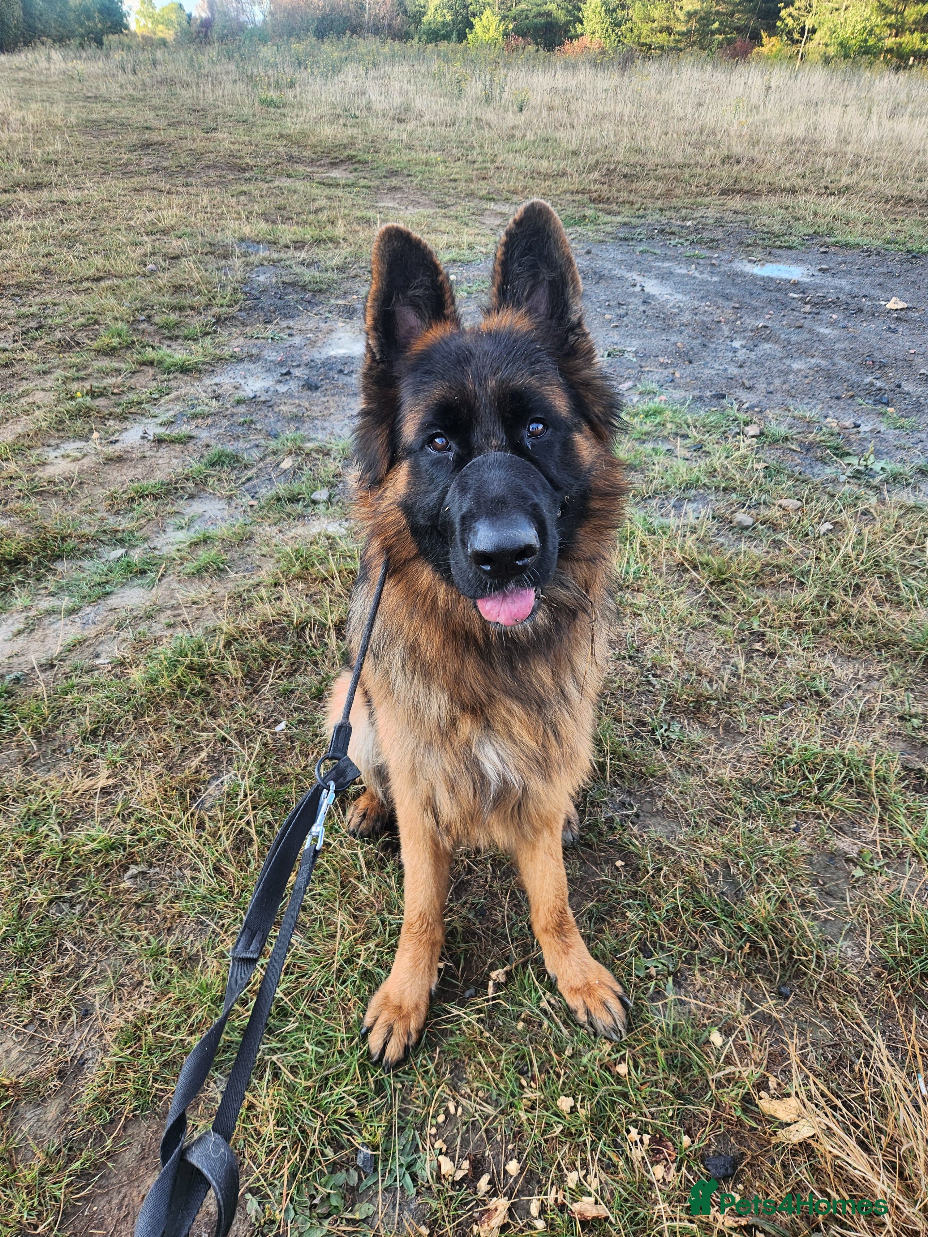 German Shepherd dogs Beautiful male German Shepherd  - Advert 1