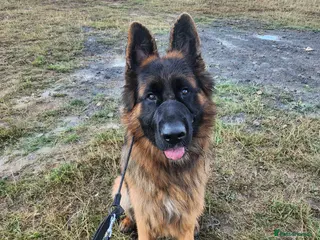 German Shepherd dogs Beautiful male German Shepherd - Advert 6