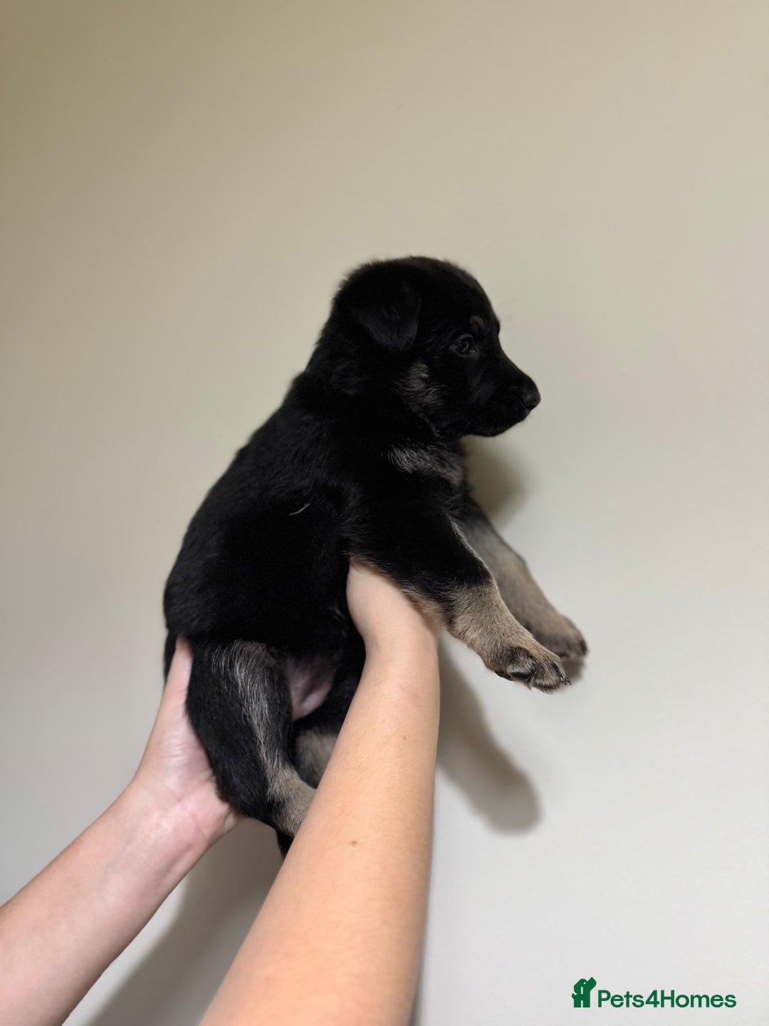 German Shepherd dogs for sale: Beautiful KC German Shepherd Puppies  - Advert 19