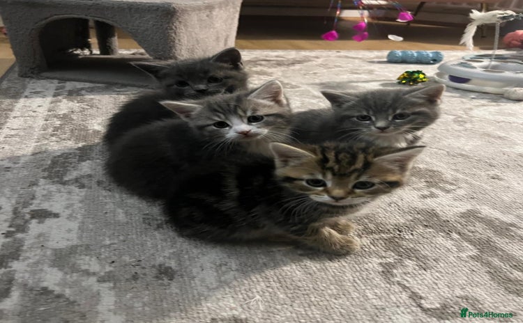 Bengal cats - Advert 13