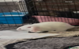 Mini Lion Lop rabbits for sale: 3 female dwarf one female mini lip  - Image 2