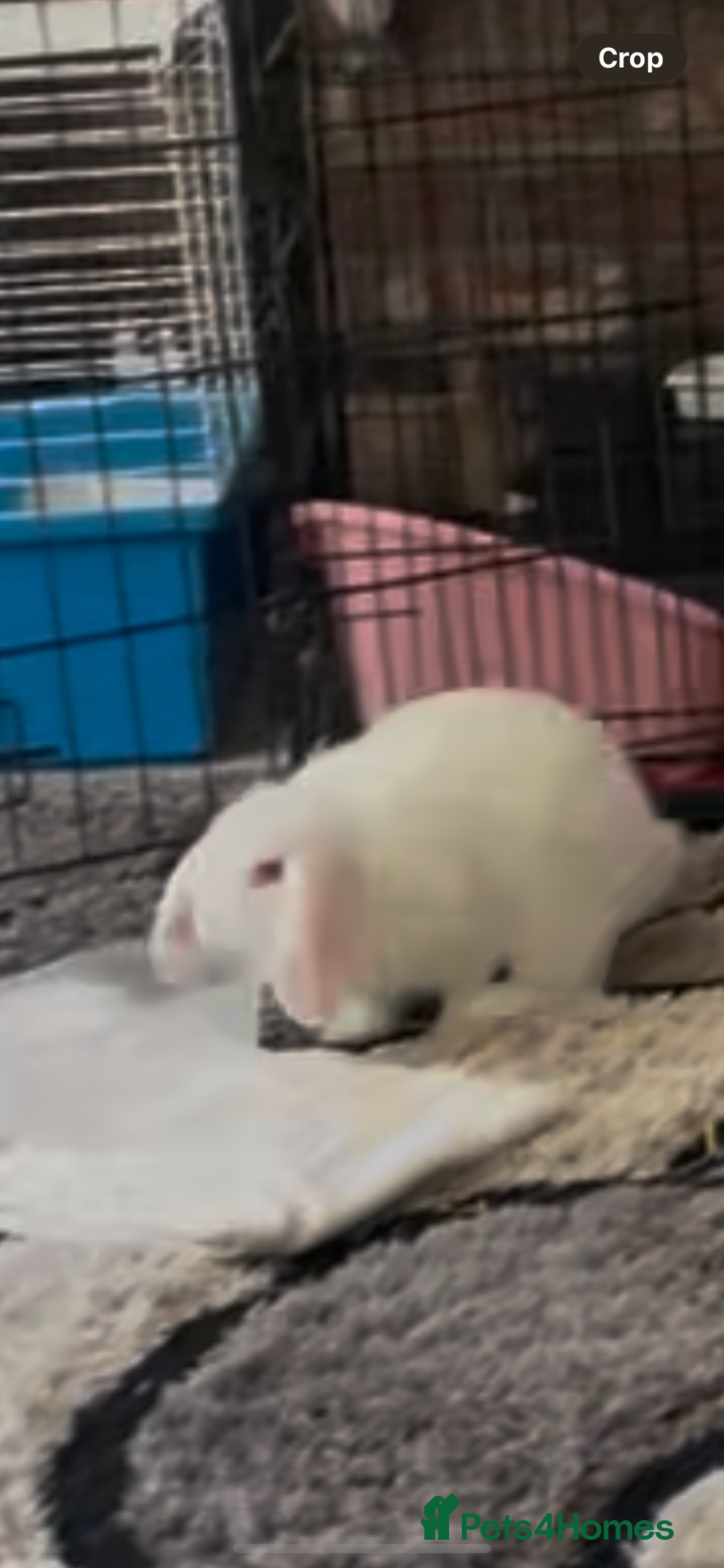 Mini Lion Lop rabbits for sale: 3 female dwarf one female mini lip  - Image 2