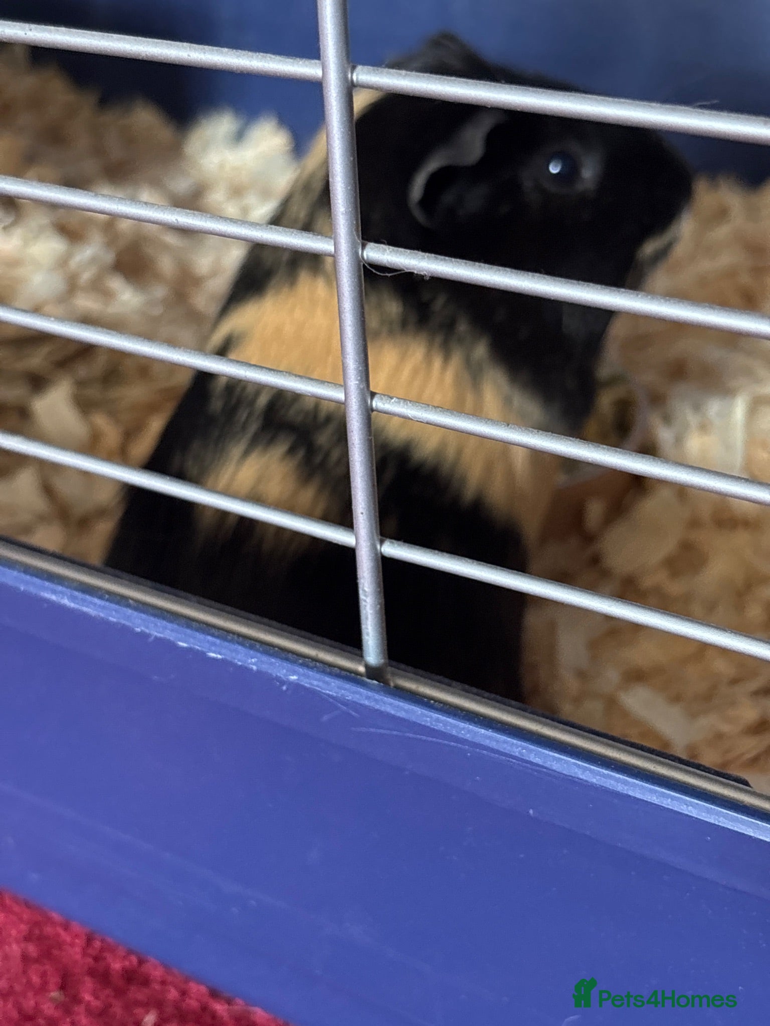 Guinea Pig rodents 2 boy ginuea pigs Pepsi and cola - Advert 1