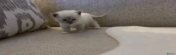 Ragdoll cats for sale: Ragdoll Babies ❤️ - Advert 2